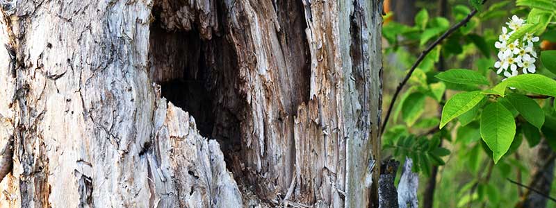 Hollow in Tree Trunk