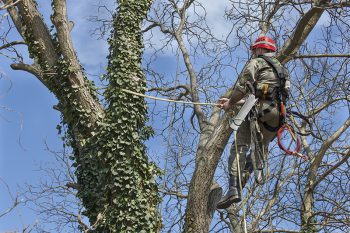 Tree Services in Mechanicsville VA | Mi Jalisco Landscaping