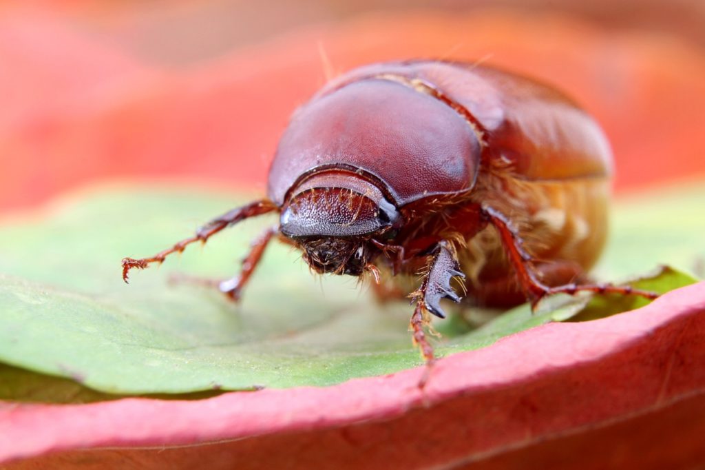 lawn-destroying-insects-how-can-you-identify-them