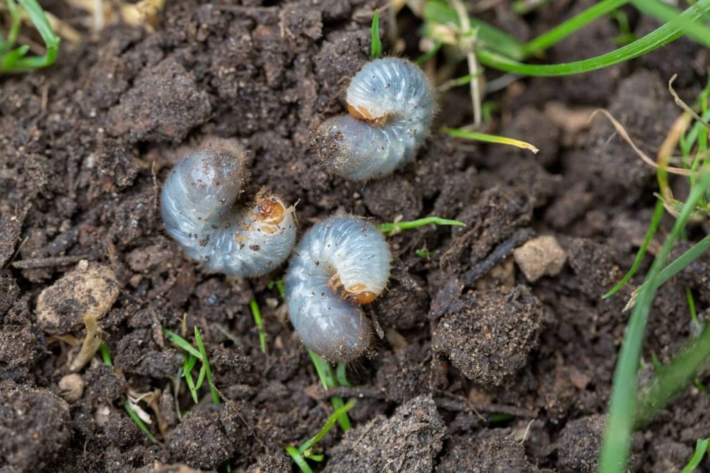 Lawn Destroying Insects How Can You Identify Them