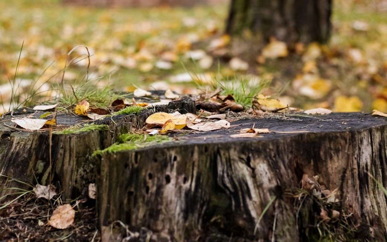 how-to-remove-a-tree-stump-the-easy-guide-you-should-follow