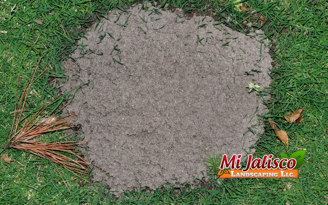 Lawn Insect Control How To Treat Your Whole Yard For Ants   Ant Nest In Garden 