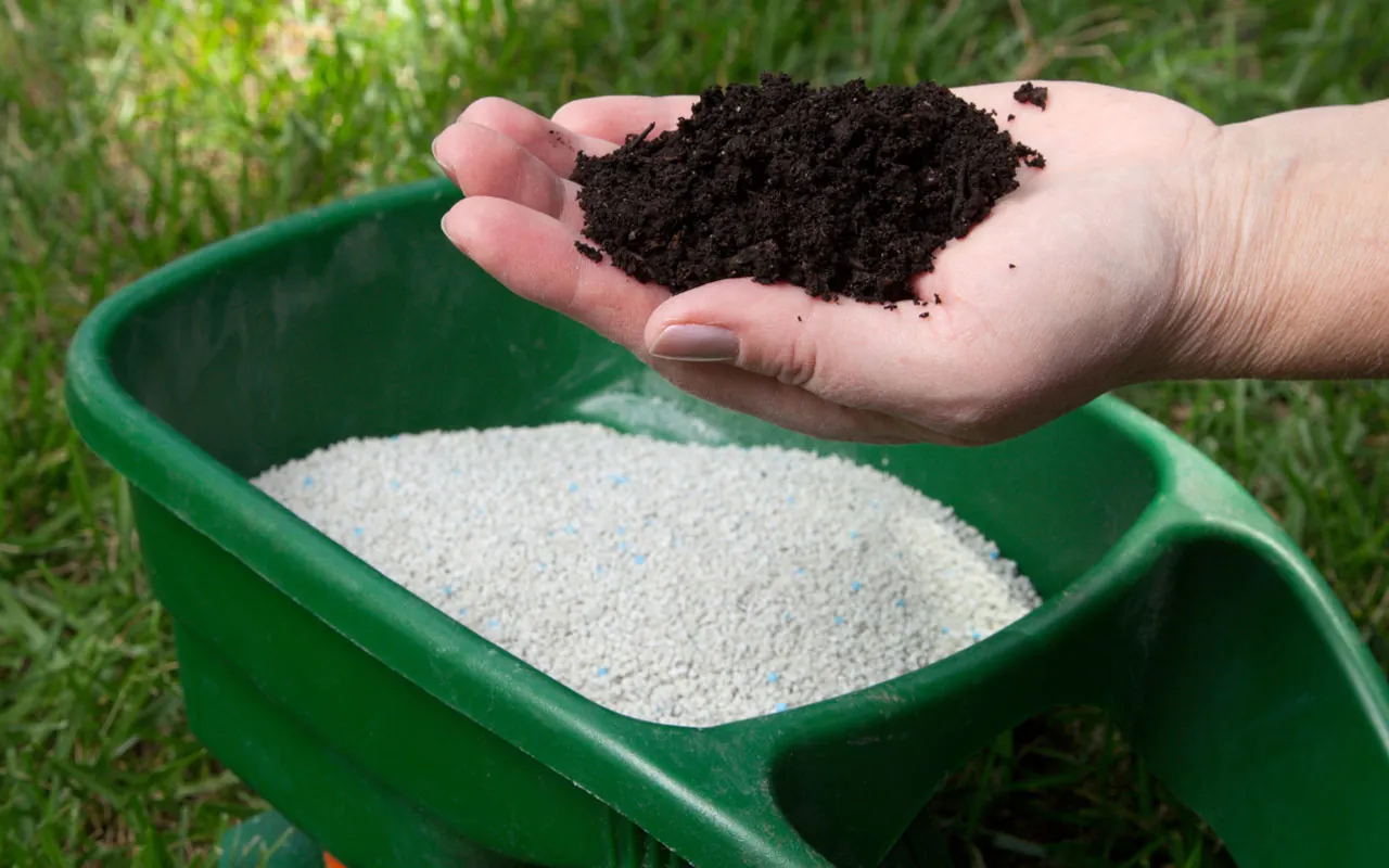 Best time to fertilize lawn for optimal growth.