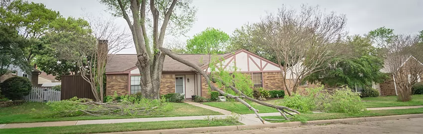 Fallen Tree Branch After Storm & Harsh Winds