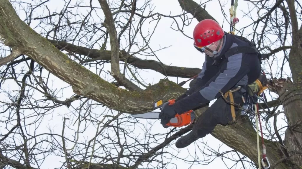 Worker Using a Chainsaw to Cut a Tree