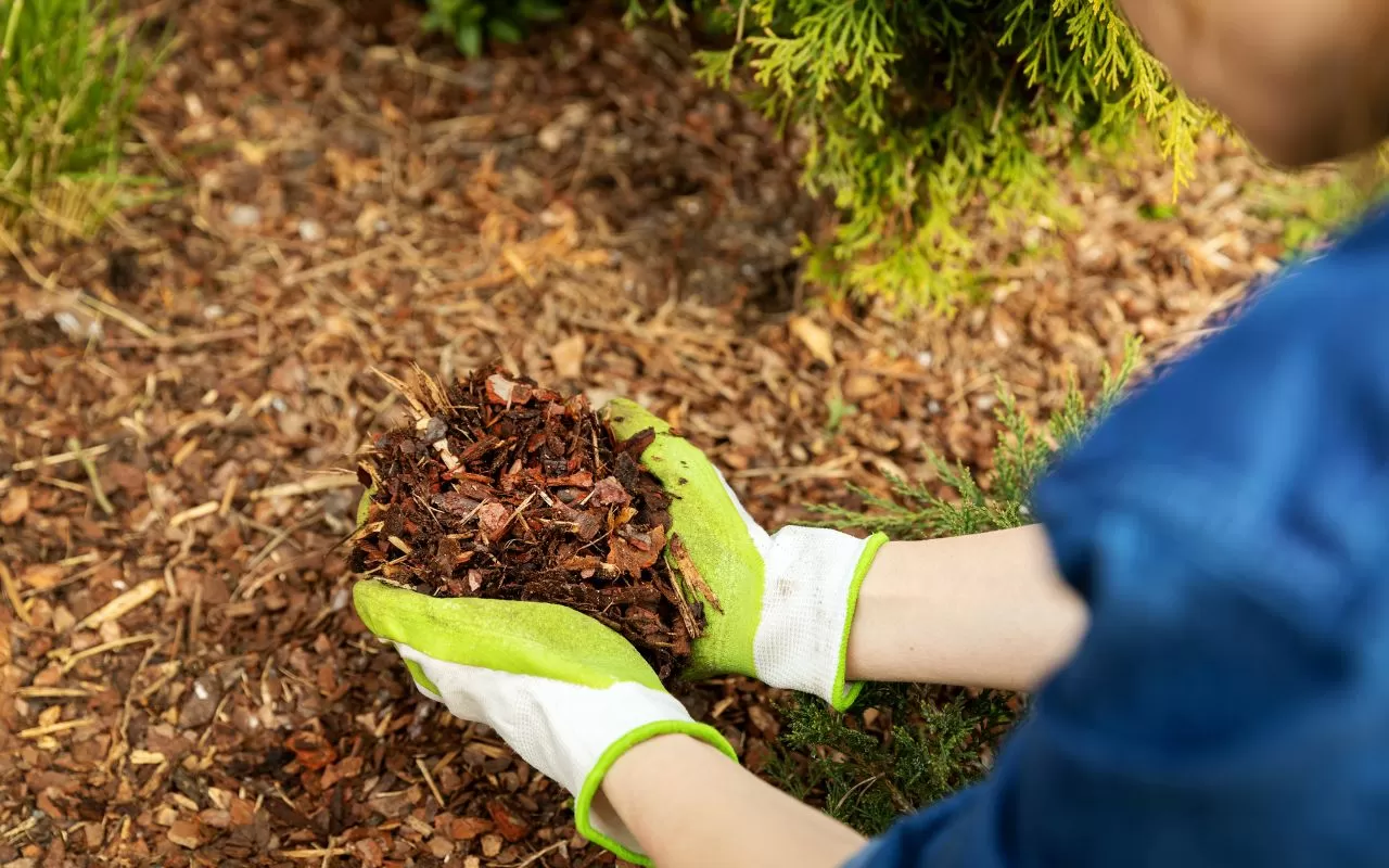 Organic mulch breaking down to improve soil health and fertility.